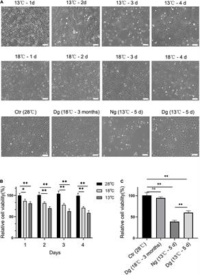 Cold Acclimation for Enhancing the Cold Tolerance of Zebrafish Cells